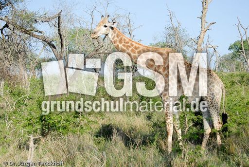 Giraffe (49 von 94).jpg